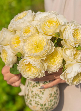 天狼月季24-25年自育新品推荐家庭园艺庭院露台楼顶好养盆栽花苗