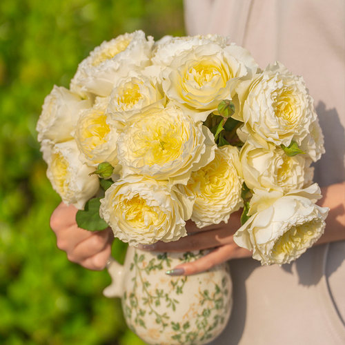 天狼月季24-25年自育新品推荐家庭园艺庭院露台楼顶好养盆栽花苗