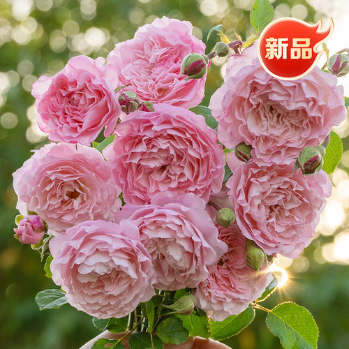 天狼月季自育新品云舒自育新品大花中香家庭园艺好养绿植