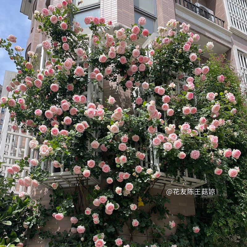【龙沙宝石】天狼月季花园庭院露台爬藤攀援勤花粉色藤本月季