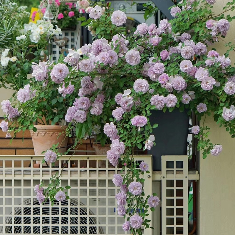 【月季2.5升】天狼盆栽苗