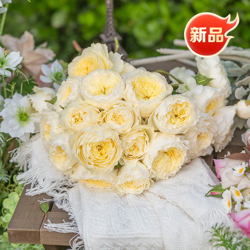 天狼月季国产自育大花耐热灌木