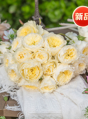 天狼月季自育新品浮光国产自育月季玫瑰大花中香丰花耐热