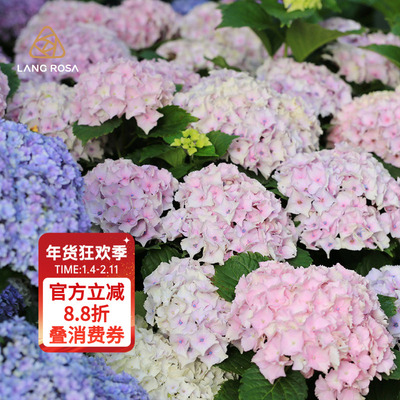 天狼无尽夏佳澄绣球花盆栽庭院