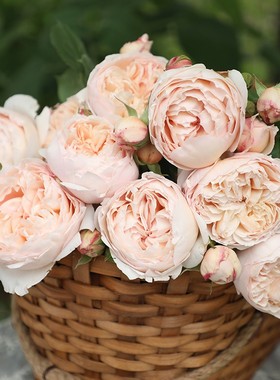 天狼月季粉妍国产自育月季玫瑰多季浓香丰花灌木月季耐寒耐热抗病