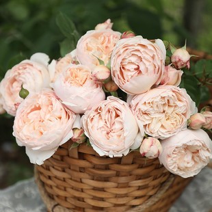 浓香丰花灌木月季 玫瑰多季 耐寒耐热抗病 粉妍国产自育月季 天狼月季