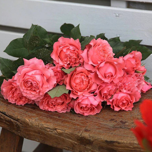 天狼庭院阳台直立灌木多季开