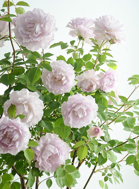 天狼月季露凝香国产自育月季玫瑰大花浓香丰花灌木耐热两广推荐