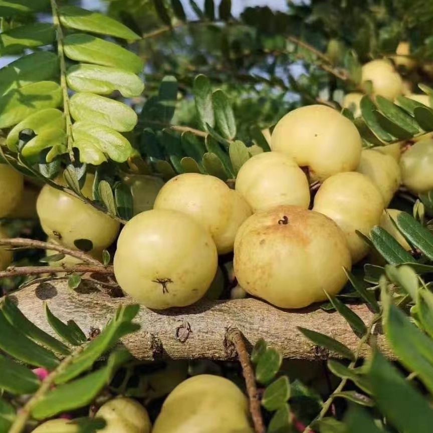 潮汕特产新鲜酸水果油柑