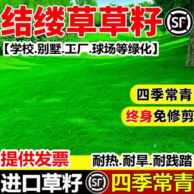 兰引三号结缕草种子匍匐型