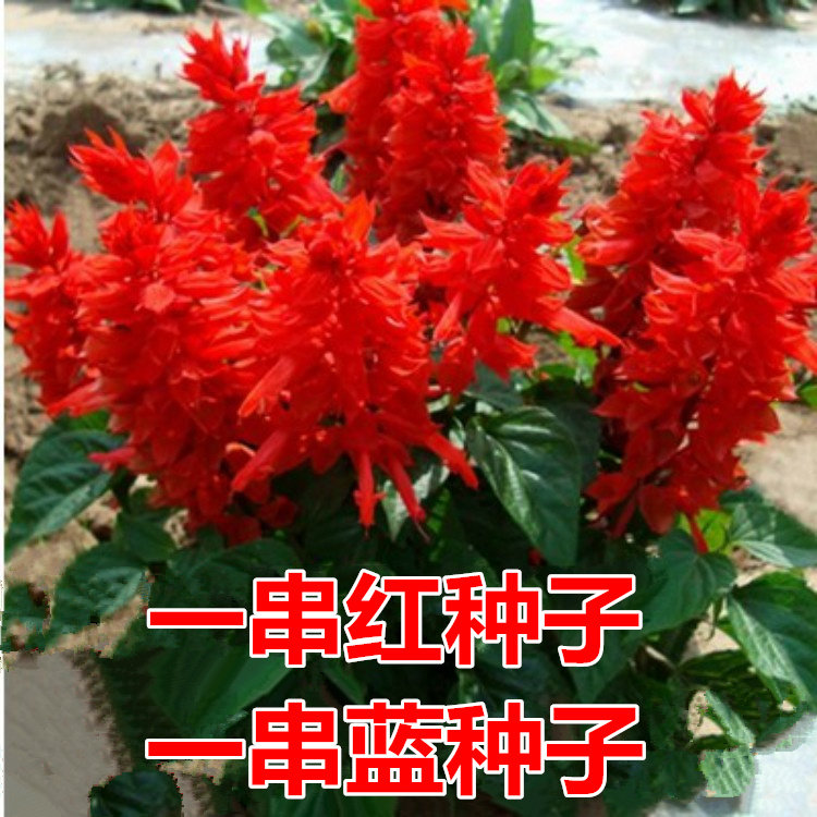 矮杆一串红种子 高杆一串红花草籽工程园林绿化草花种子一串蓝籽