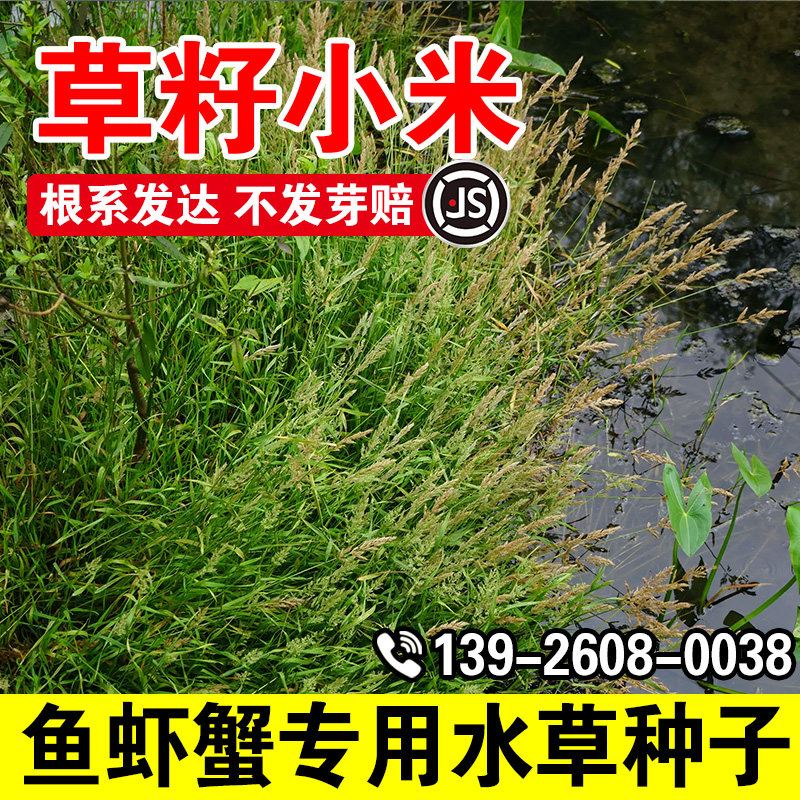 草籽小米小龙虾养殖水草种子耐寒耐涝畜牧养殖鱼虾蟹高蛋白牧草