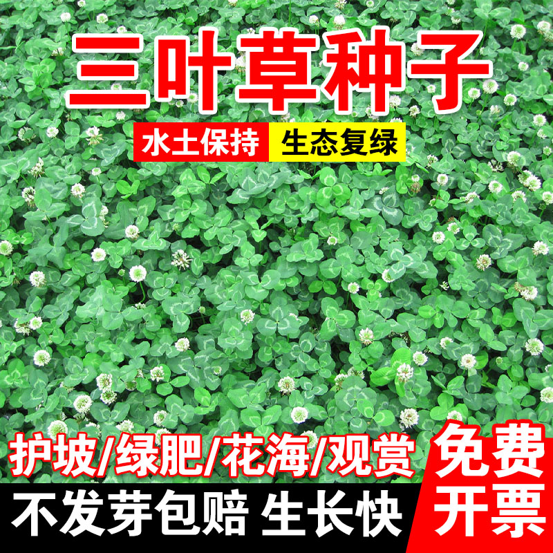 三叶草种子白三叶草籽红三叶草籽四季青草坪牧草果园绿肥四季播种