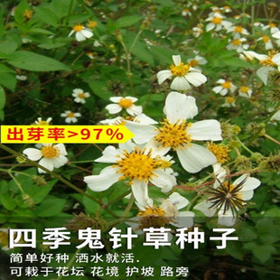 四季易种鬼针草花种子刺针草室外阳台道路庭院春播花籽