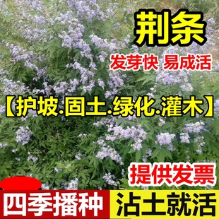 黄荆条种子牡荆五指风五指柑黄荆柴黄金子护坡蜜源养蜂杜荆花种籽