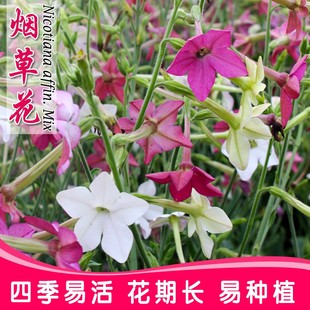 花烟草多年生宿根花卉种子四季播种庭院花海景观耐寒开花植物种籽