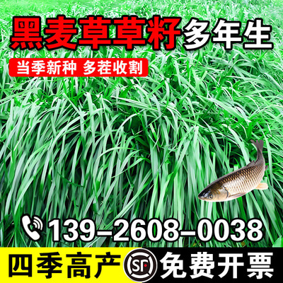 黑麦草草籽多年生高产型牧草种子