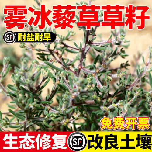 雾冰黎草草籽雾冰藜五星蒿耐盐碱耐旱荒地边坡固沙绿化植物包邮
