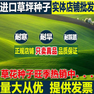 进口肯塔基草地早熟禾种籽多年生庭院种孑绿化耐践踏草坪种子