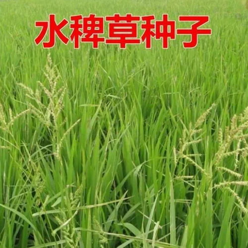 散装稗草种子 水稗子种子 稻田养喂鱼草种子 水稗草籽 水草种子