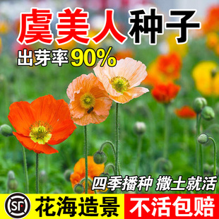 虞美人种子南北方四季播种易活开花庭院景观绿化花卉盆栽种子