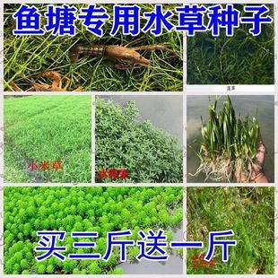 鱼塘水草种子苦草水花生伊乐藻轮叶黑藻种子小龙虾鱼蟹养殖水草籽