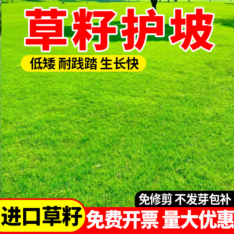 草籽护坡绿化草籽四季常青免修剪耐践踏民宿露营公园小区包邮