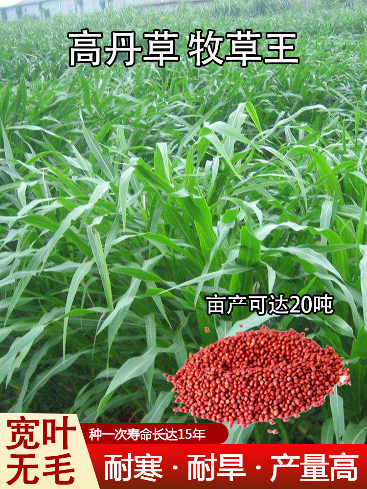 高丹王草种籽杂交四季高产多年生牧草种子畜牧养殖猪牛羊鸡鸭鱼草