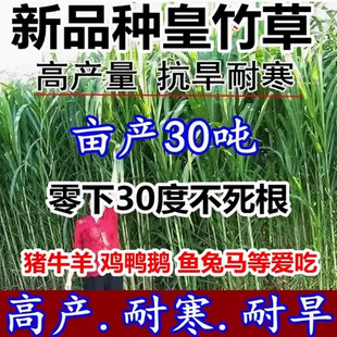 高产新型黄竹草 牧草 新型皇竹草 种节 饲养草 皇竹草种子 牧草