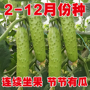 老品种特大黄瓜种子 早生油绿花青大吊瓜 青瓜四季青皮耐热黄瓜苗