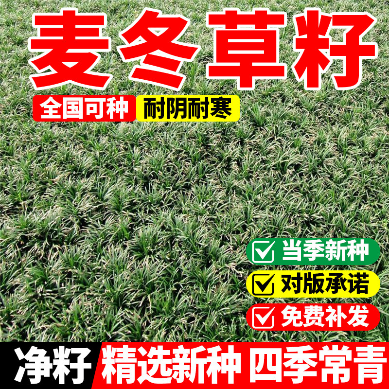 麦冬草草籽玉龙草种子四季青矮生细叶宽叶金边绿化庭院种籽子植物图片