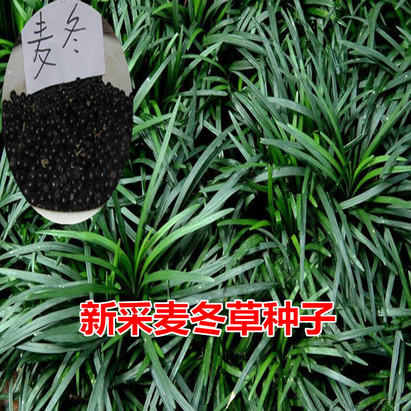 新采麦冬草种子 玉龙草种子 麦冬种子 矮麦冬草籽 绿化草坪种子