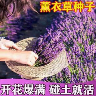 薰衣草种子孑花种耐寒北方东北四季种易活开花花籽驱蚊草阳台植物