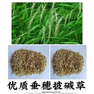 牧草籽垂穗披碱草种子四季种养牛草碱草老芒麦种子耐旱耐寒耐盐碱