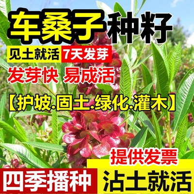 车桑子种子四季马桑木豆猪屎豆马棘种籽醉鱼桑葚桑树护坡灌木草籽