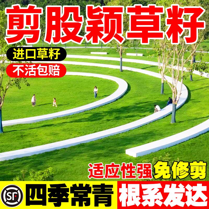 剪股颖庭院别墅青耐踩踏绿化植物耐寒高档草坪包邮