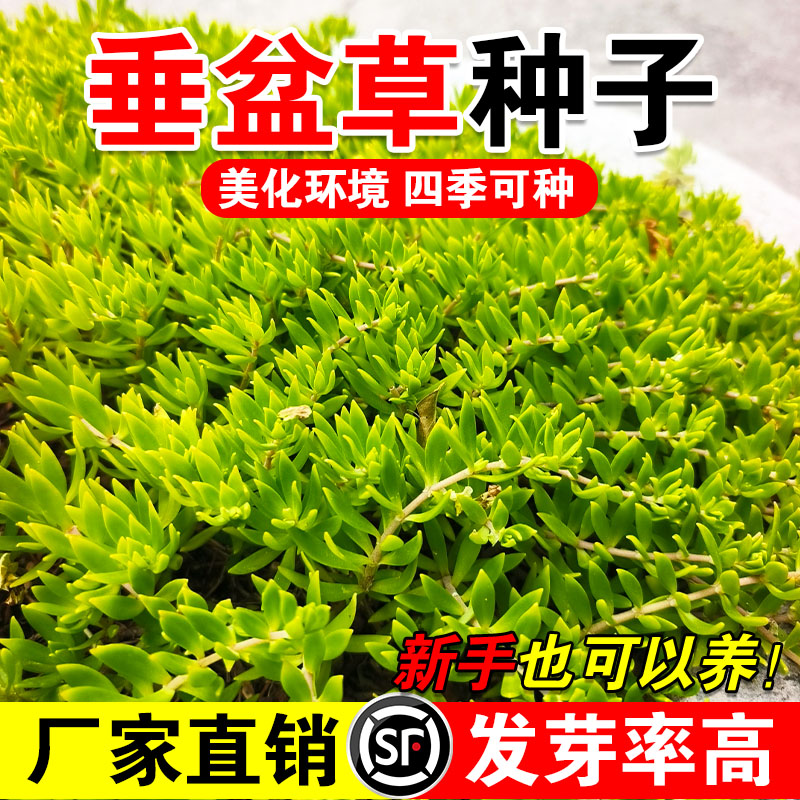 垂盆草种子四季常绿盆栽易活