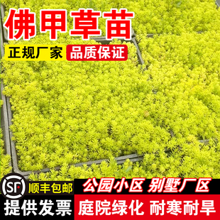 佛甲草苗佛甲草草籽草坪种子耐热耐寒四季种籽楼顶屋顶绿化