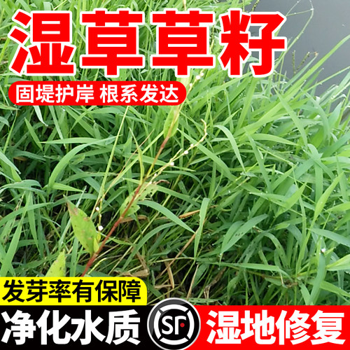 湿草草籽植物绿化多年生耐水湿河道沟渠池塘边坡固土复绿低洼潮地