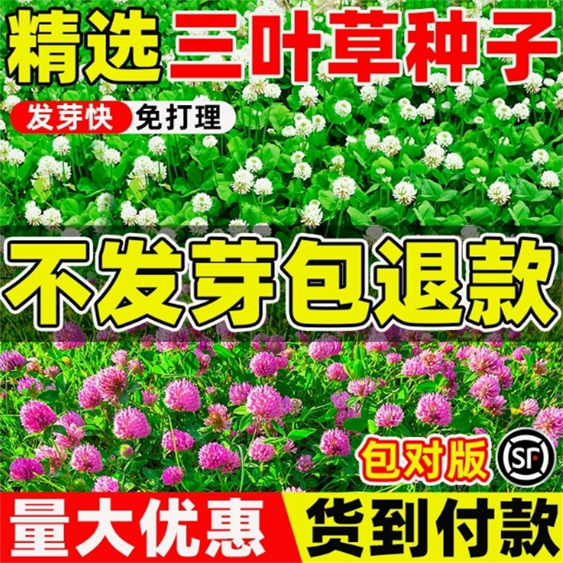 进口草坪种子暖季型草籽三叶酢浆草 红花三叶草白花三叶草 种子籽