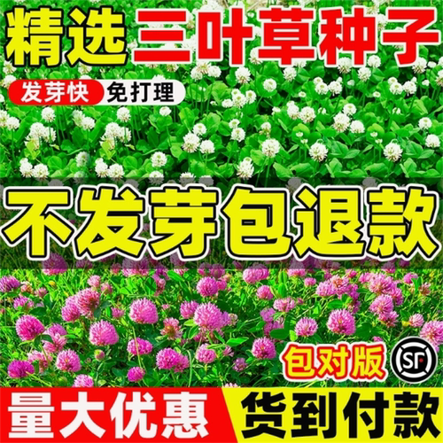 进口暖季型白花三叶草种子籽