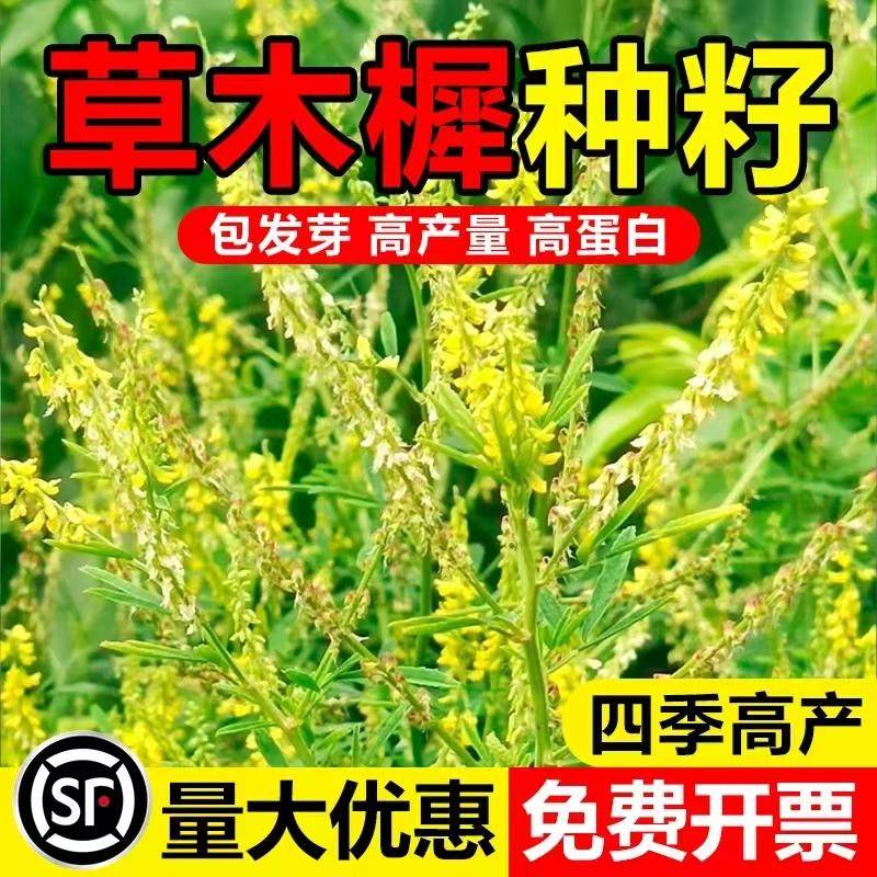 草木樨种子牧草种籽草木犀蜜源植物黄花草绿肥护坡耐寒耐贫瘠草籽