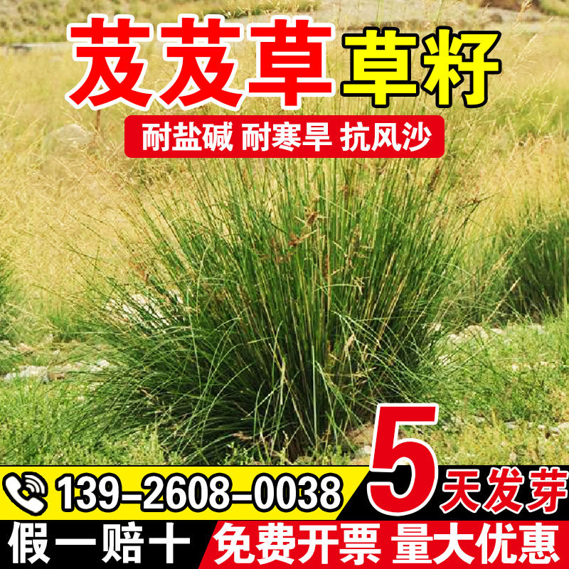 芨芨草草籽护坡固土高产牧草种籽积机草席萁草耐寒旱防风固沙草籽