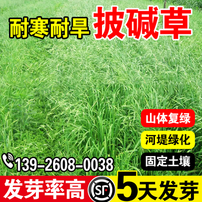 披碱草多年生牧草种子耐寒旱耐盐碱耐贫瘠护坡固土绿化草