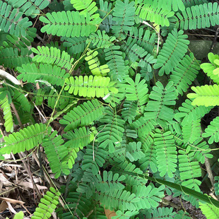 广西鸡骨草种子大黄草材广东煲汤料下火大小叶鸡骨草种籽包邮