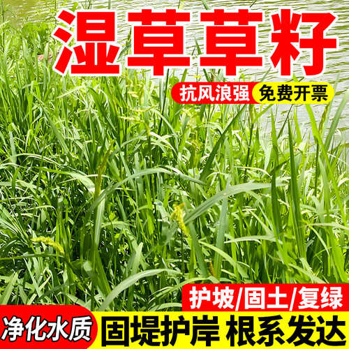 湿草草本河道种子多年生耐水湿河道沟渠池塘边坡固土复绿低洼潮地