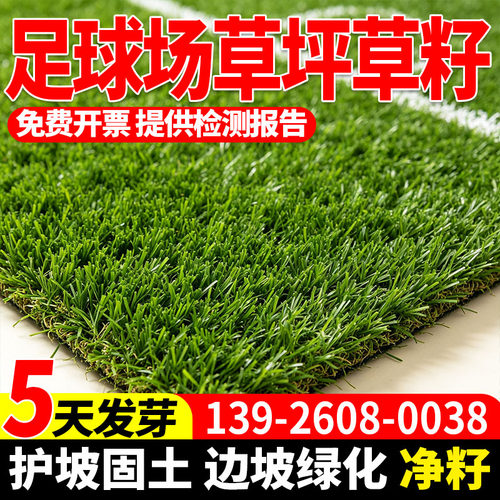 足球场草坪草籽四季常青免修剪耐践踏民宿露营公园小区草坪草籽
