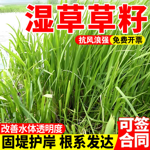 湿草草籽植物种子多年生耐水湿河道沟渠池塘边坡固土复绿低洼潮地