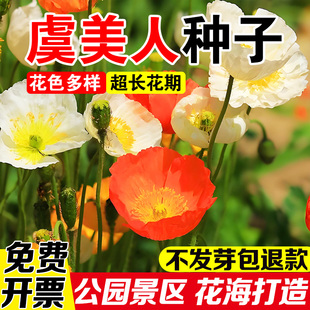 虞美人种子四季多年生耐寒混色冰岛虞美人种子阳台盆栽室外花种籽