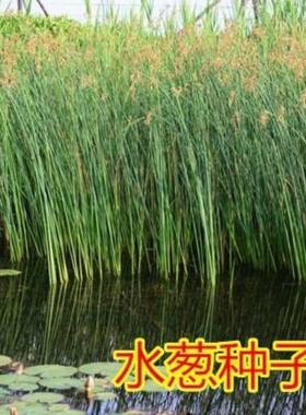 水葱种子观赏水生花卉植物葱蒲籽莞草蒲苹水丈葱冲天草净化水质草